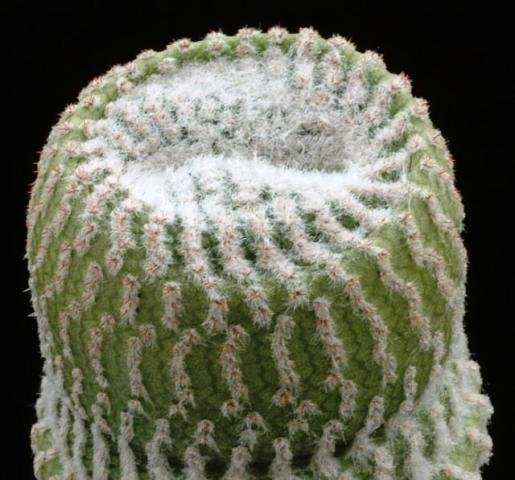 Yavia_cryptocarpa